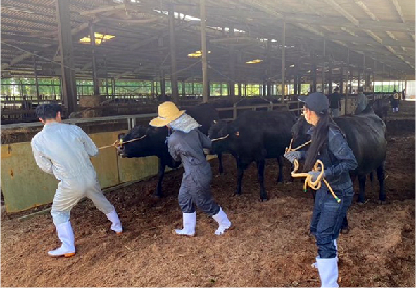 共同獣医学部写真