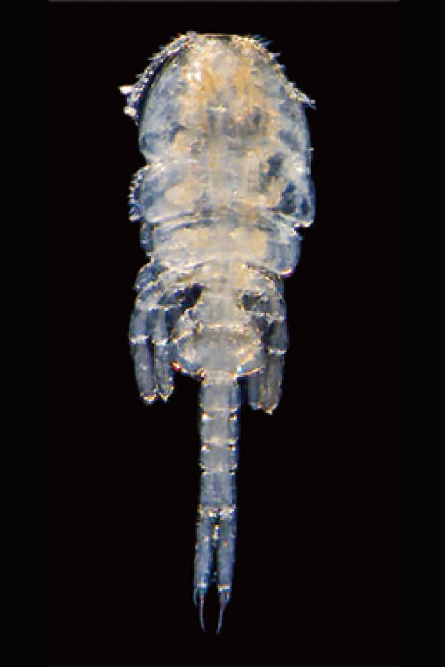 八代海の泥ハゼ、チワラスボのオシリをカジる新種の甲殻類を発見