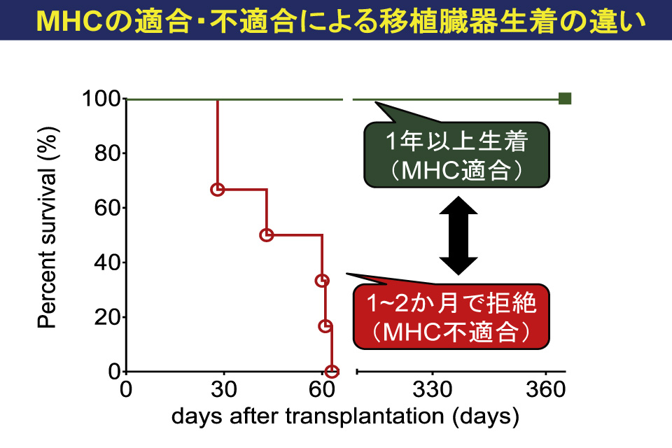MHCの適合・不適合による移植臓器生着の違い