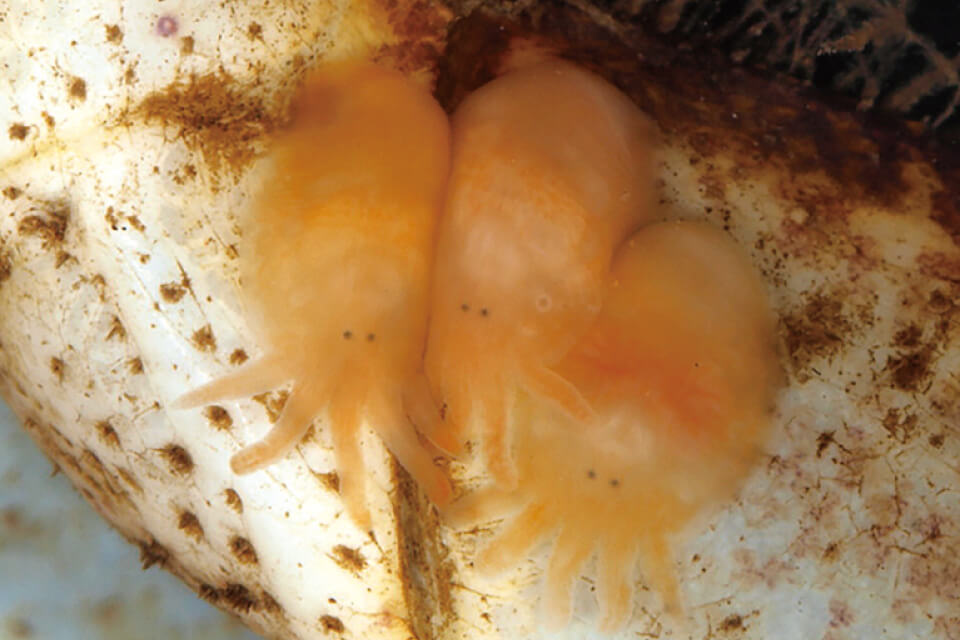 かわいい「たこさんウィンナー」の正体は、鹿児島の河川で採集されたモクズガニの表面に共生するヤドリイツツノムシ類