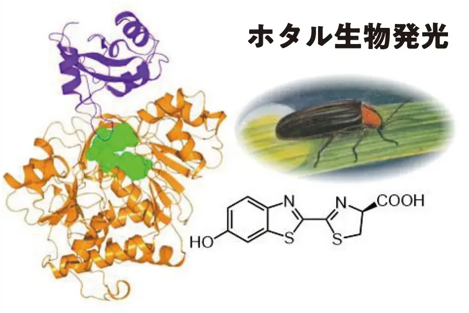 ホタル生物発光