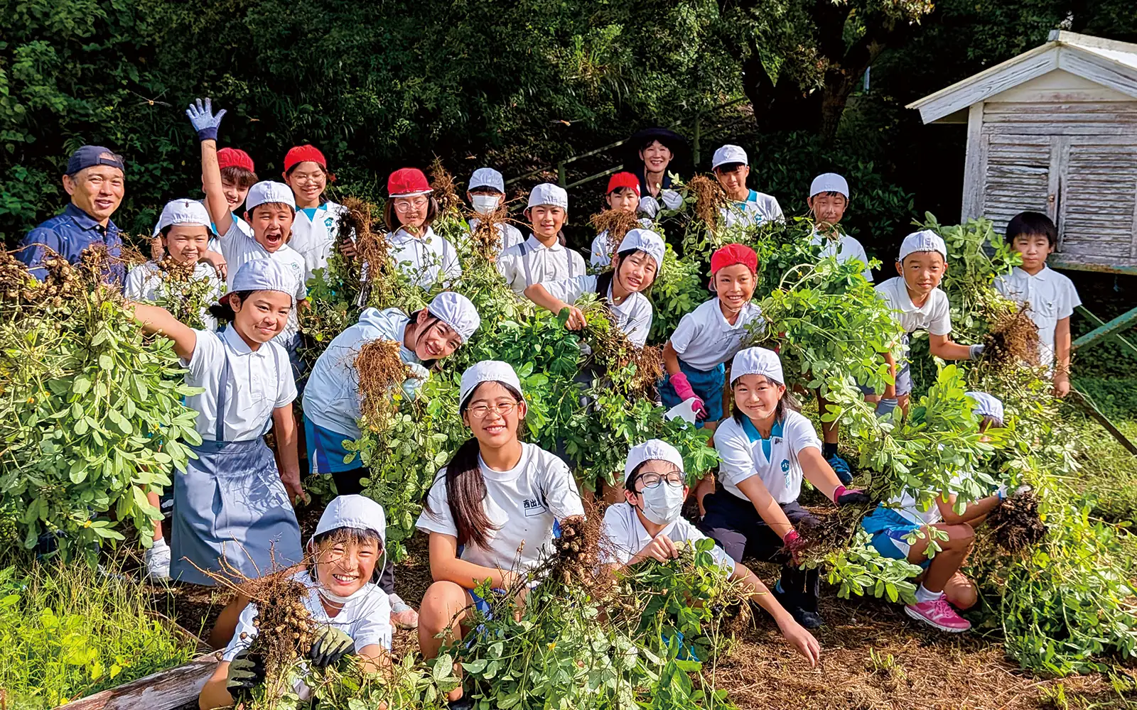 出水在来落花生を収穫する出水市立大川内小学校の児童たち。鹿児島県の各地の小学校で集落固有の伝統野菜を栽培するとともに、民俗学的見地による歴史的文化的背景を分析している