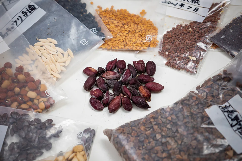 伝統野菜の記録が残る集落を訪ねて集めた種を未来へ引き継いでいく